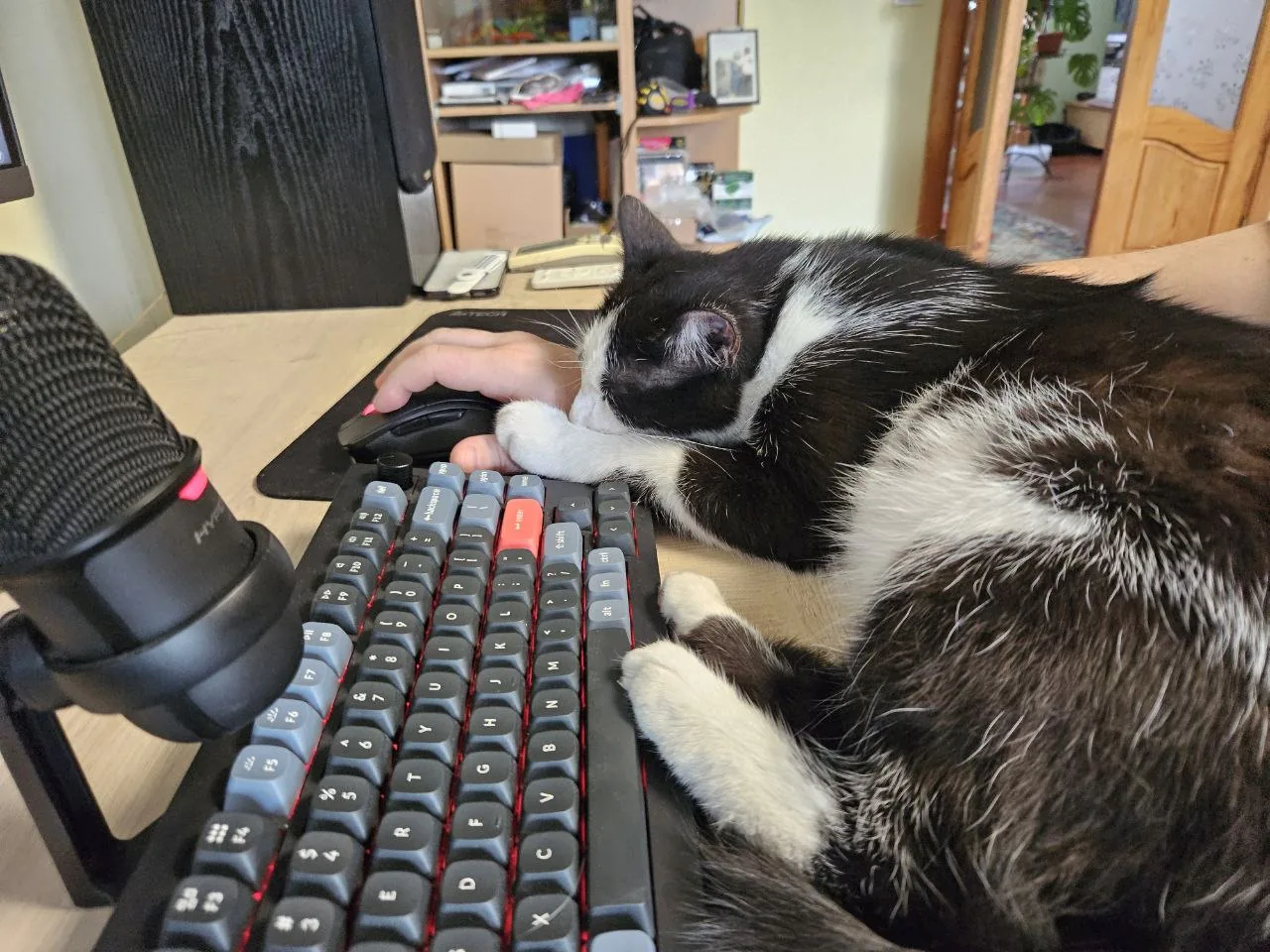 A sleeping cat keeping Sergiy company at his keyboard